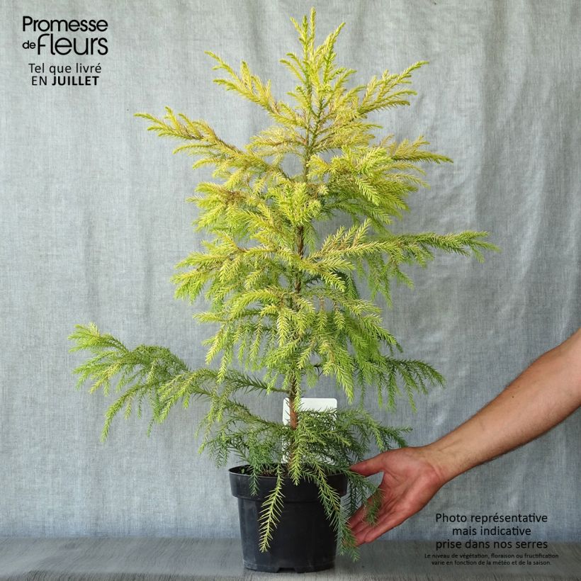 Spécimen de Cryptomeria japonica Sekkan Sugi Pot de 2L/3L tel que livré en été