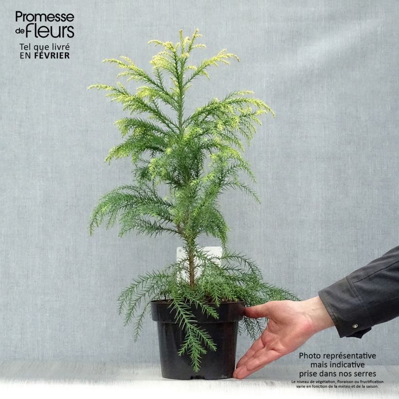 Spécimen de Cryptomeria japonica Sekkan Sugi tel que livré en hiver