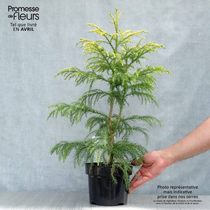 Spécimen de Cryptomeria japonica Sekkan Sugi en pot de 2L/3L tel que livré au printemps