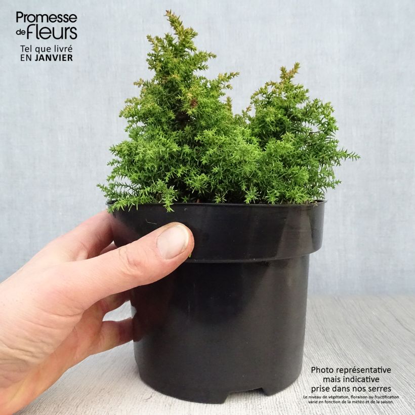 Spécimen de Cryptomeria japonica Twinkle Toes tel que livré en hiver