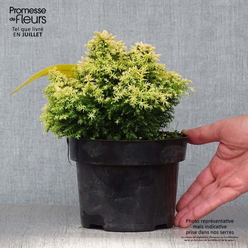 Spécimen de Cryptomeria japonica Twinkle Toes Pot de 2L/3L tel que livré en été