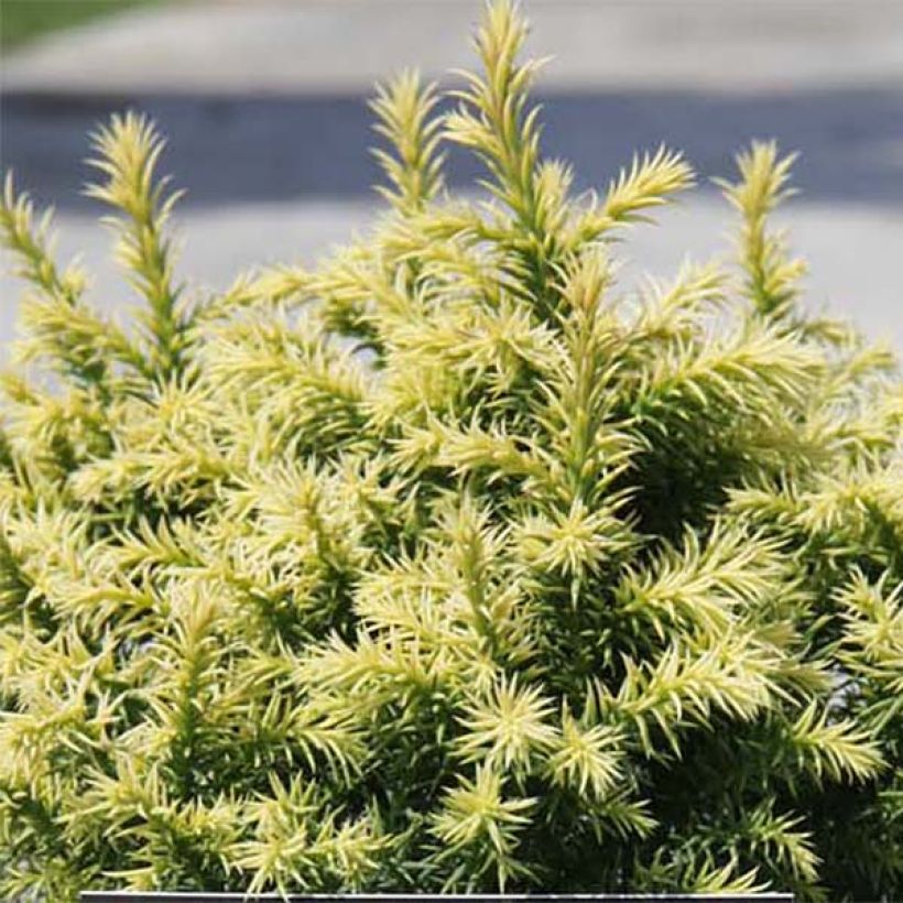 Cryptomeria japonica Vilmorin Gold (Feuillage)