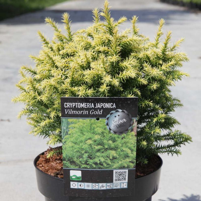 Cryptomeria japonica Vilmorin Gold (Port)