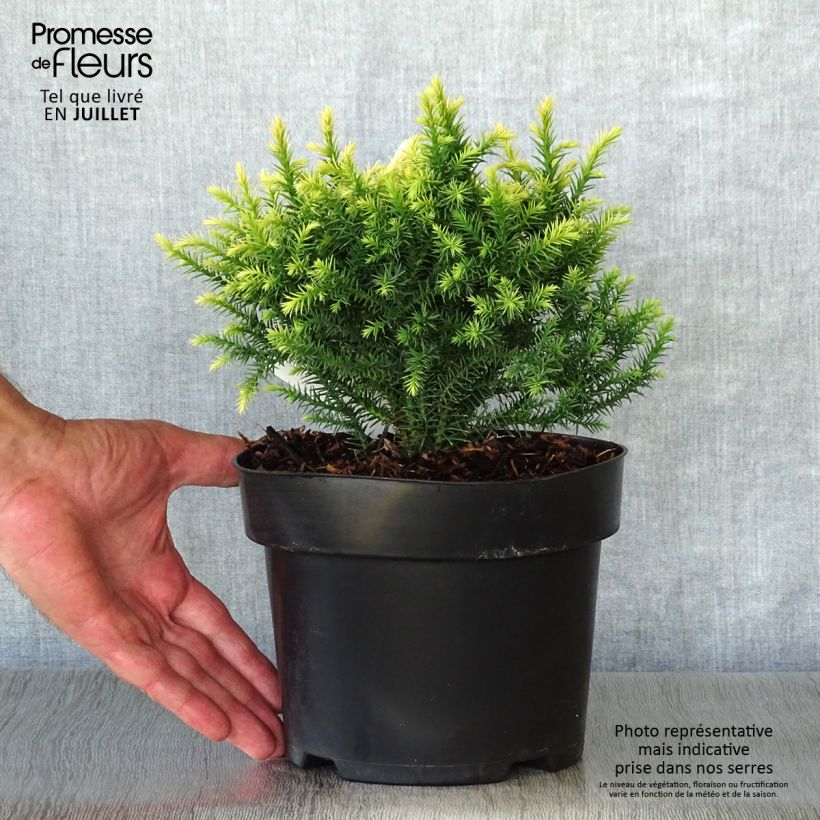Spécimen de Cryptomeria japonica Vilmorin Gold Pot de 2L/3L tel que livré en été