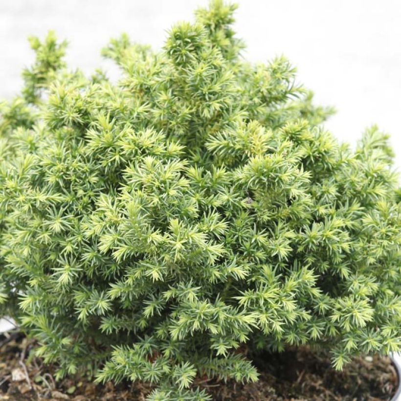 Cryptomeria japonica Vilmoriniana (Feuillage)