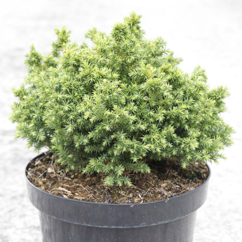 Cryptomeria japonica Vilmoriniana (Port)