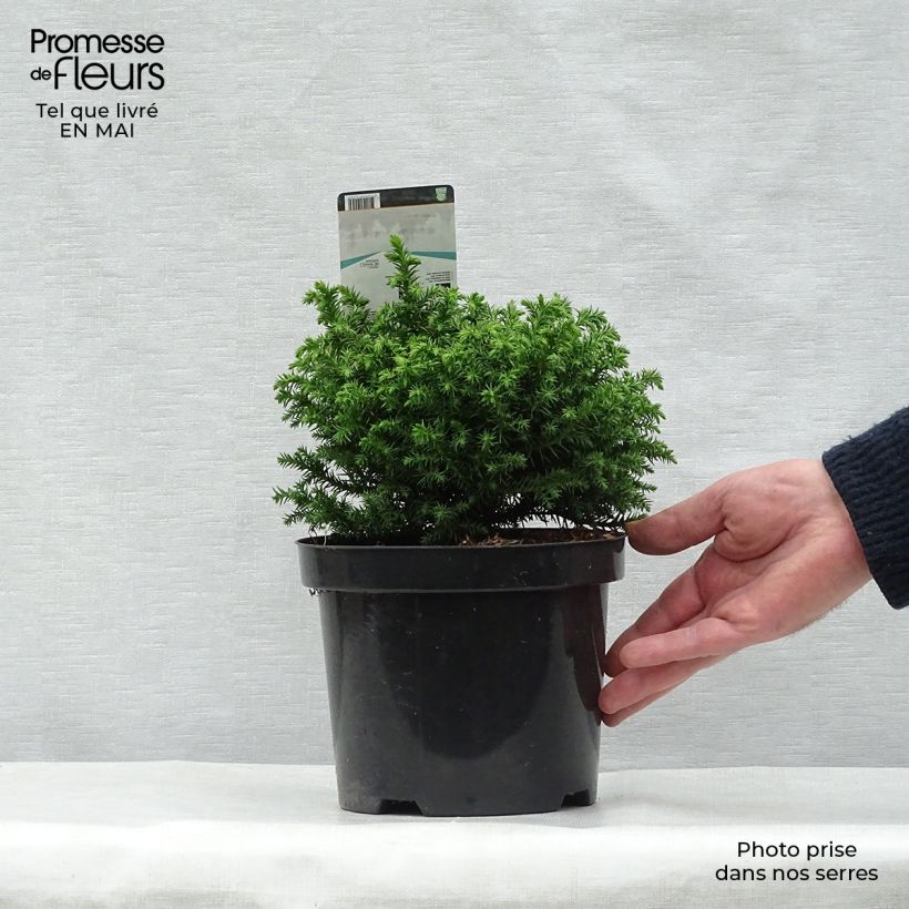 Spécimen de Cryptomeria japonica Vilmoriniana en pot de 2/3L tel que livré au printemps