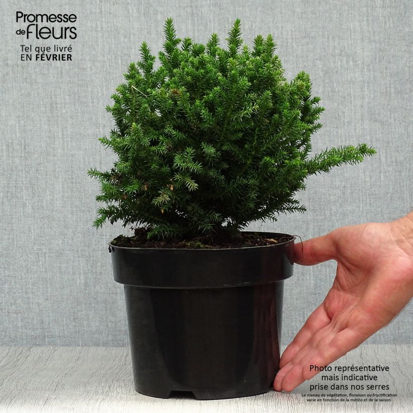 Spécimen de Cryptomeria japonica Vilmoriniana Pot de 2L/3L tel que livré en automne