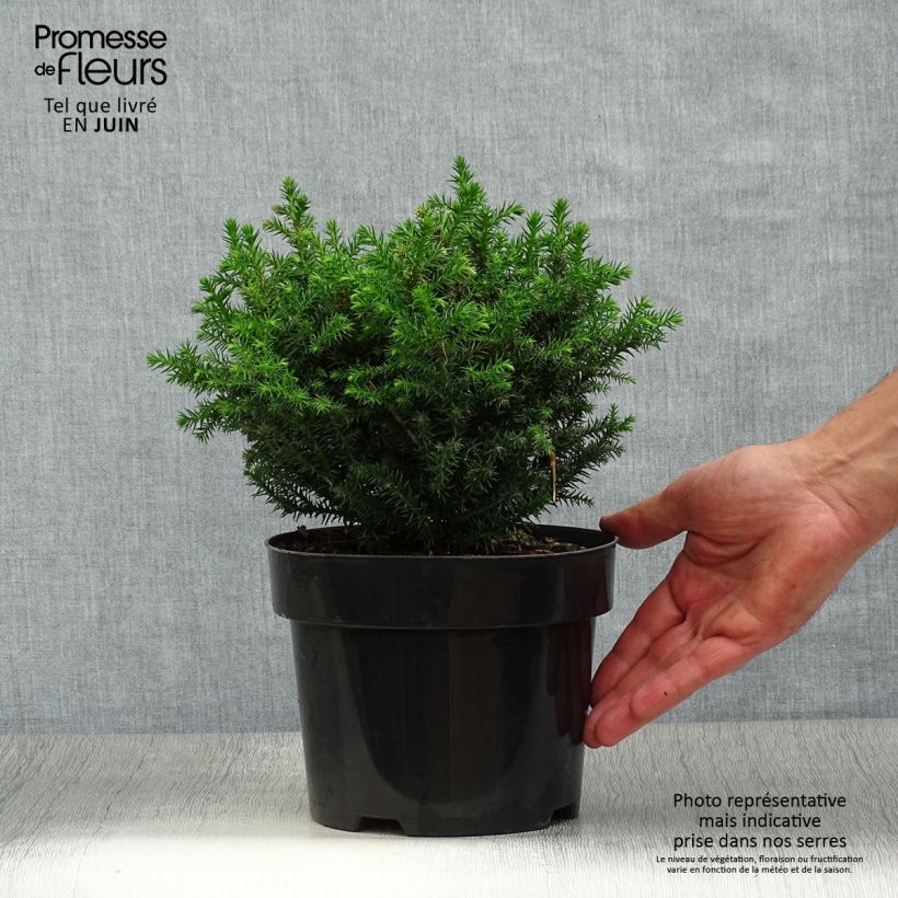 Spécimen de Cryptomeria japonica Vilmoriniana Pot de 2L/3L tel que livré en été