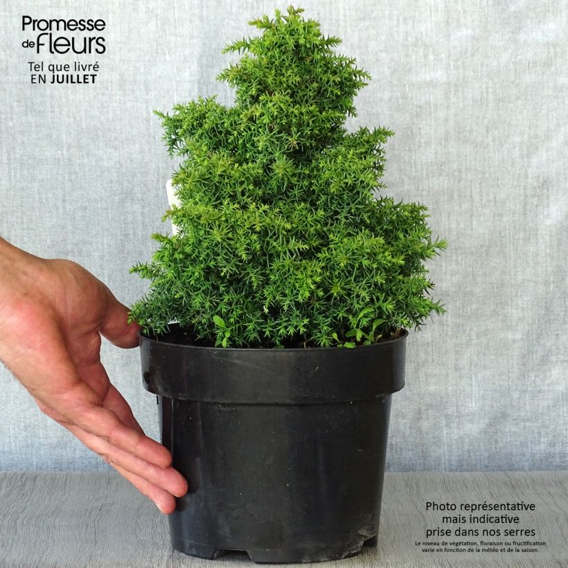 Spécimen de Cryptomeria japonica Yokohama Pot de 2L/3L tel que livré en été