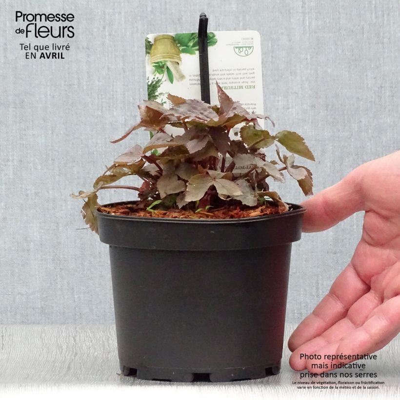 Spécimen de Cryptotaenia japonica purpurea - Persil japonais tel que livré au printemps