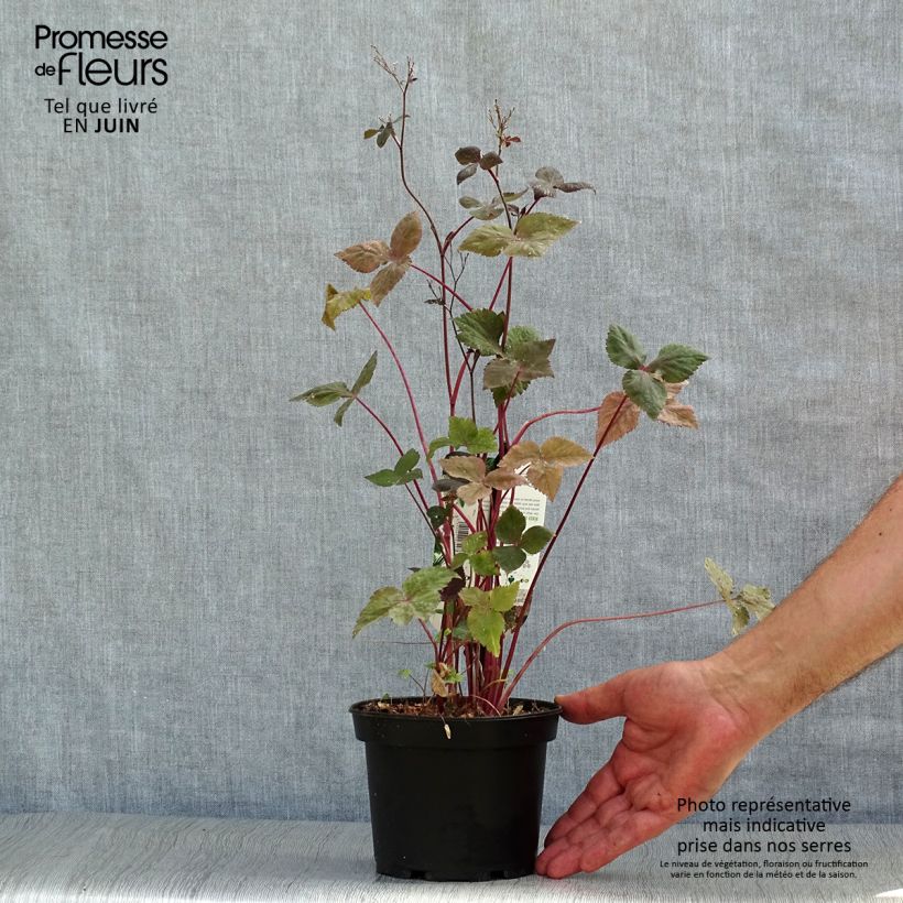 Spécimen de Cryptotaenia japonica purpurea - Persil japonais Pot de 1,5L/2L tel que livré en été