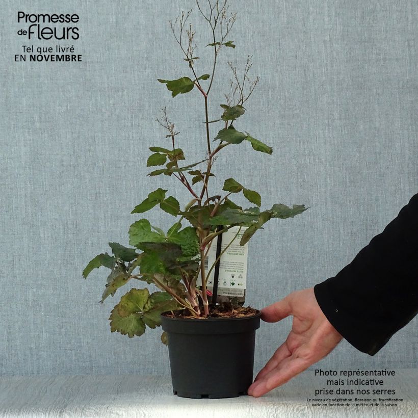 Spécimen de Cryptotaenia japonica purpurea - Persil japonais Pot de 1,5L/2L tel que livré en automne