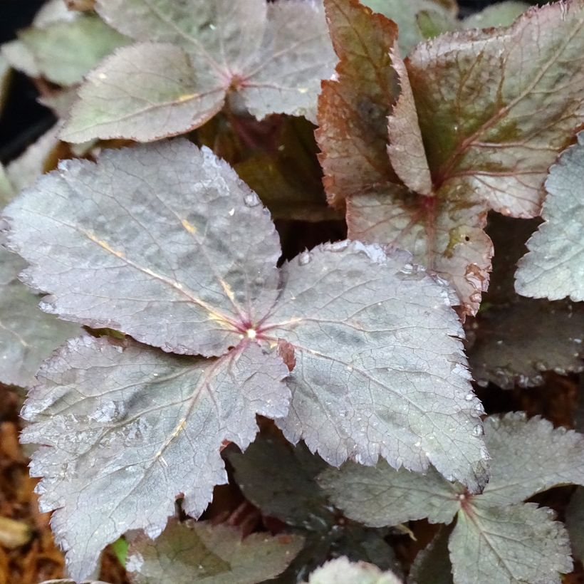 Cryptotaenia japonica purpurea - Persil japonais (Feuillage)