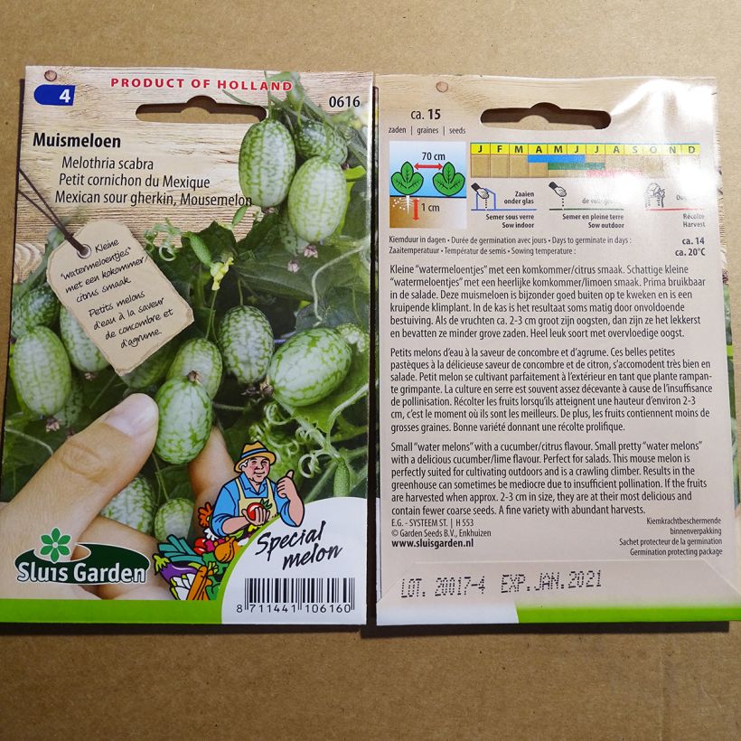 Exemple de spécimen de Cucamelon ou Concombre Melon - Melothria scabra tel que livré