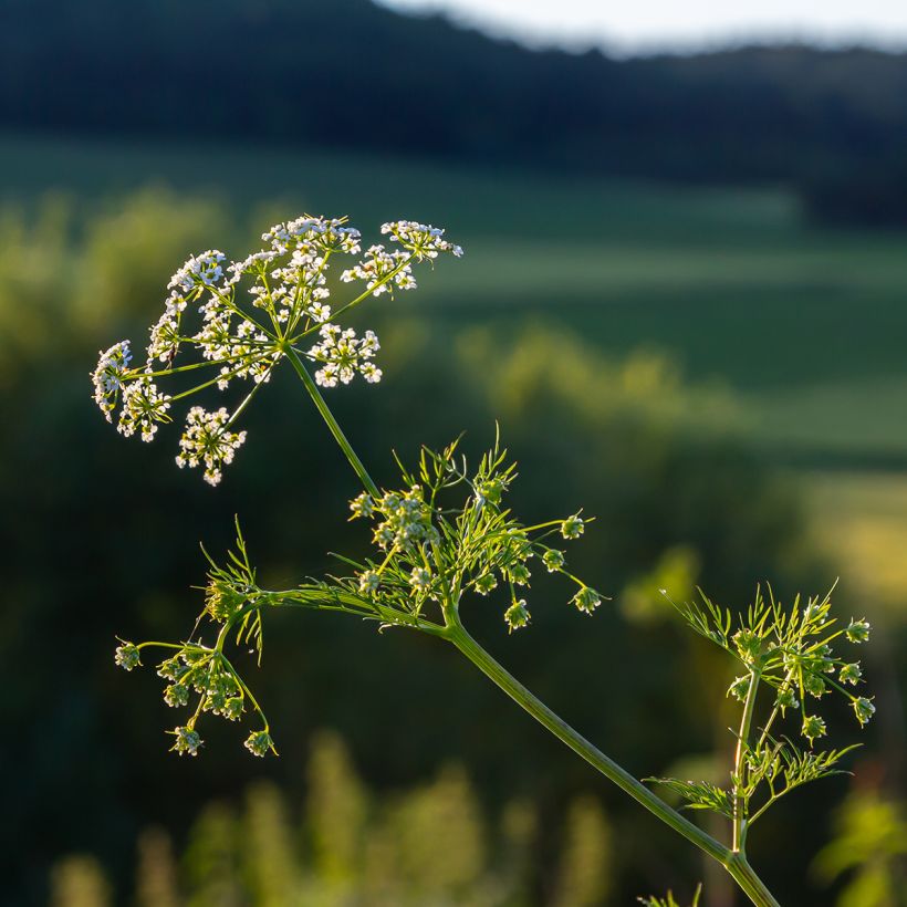 Cumin - Cuminum Cyminum (Floraison)