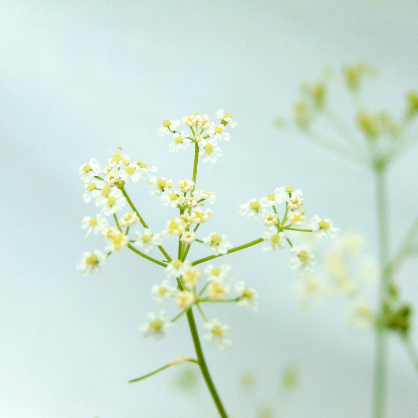 Cumin des prés ou Carvi BIO (Floraison)