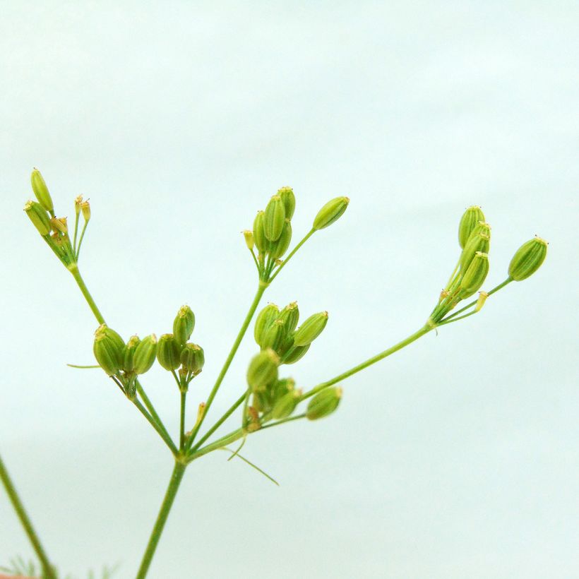 Cumin des prés ou Carvi BIO (Récolte)