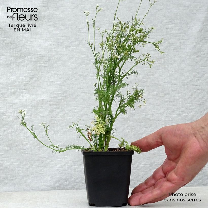 Spécimen de Cumin des prés ou Carvi Godet de 9cm tel que livré au printemps
