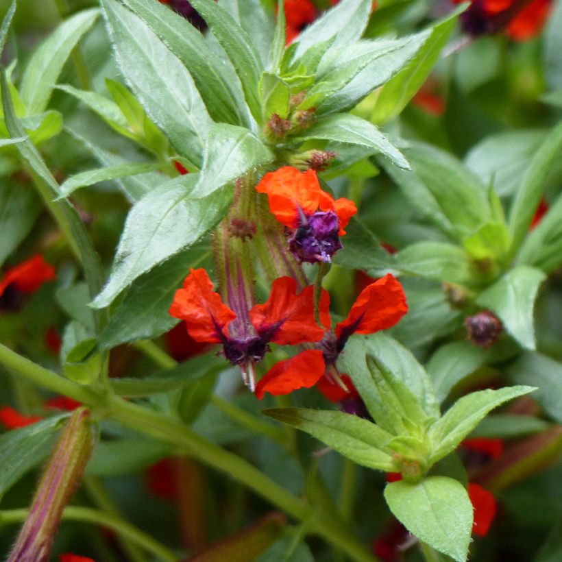 Cuphea llavea Torpedo (Floraison)