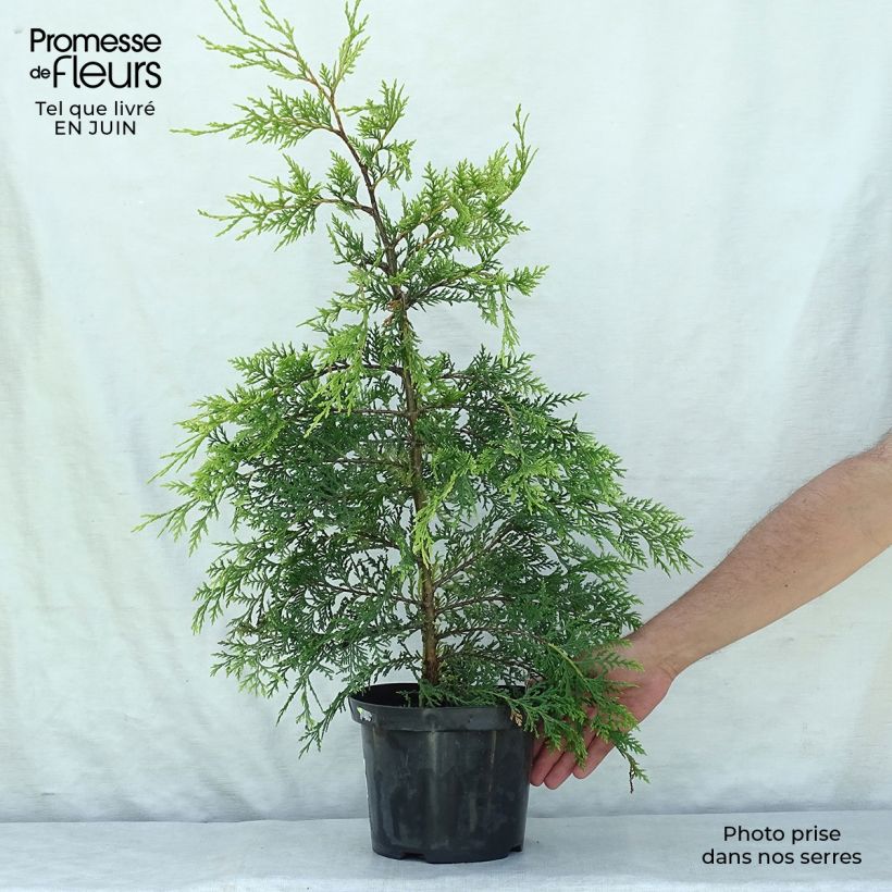 Spécimen de Cupressocyparis Castlewellan Gold - Cyprès de Leyland Pot de 3L/4L tel que livré en été