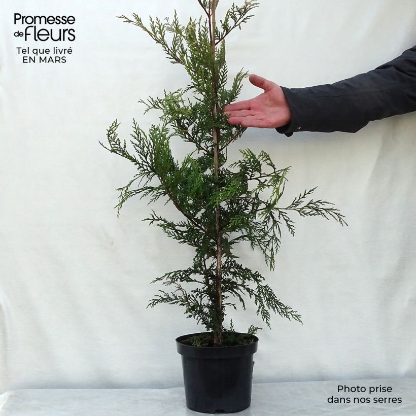 Spécimen de Cupressocyparis Castlewellan Gold - Cyprès de Leyland Pot de 3L/4LHauteur livrée env. 80+cm tel que livré au printemps