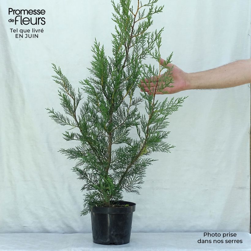 Spécimen de Cupressocyparis Leylandii 2001 - Cyprès de Leyland Pot de 2L/3L tel que livré en été
