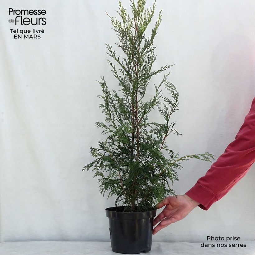 Spécimen de Cupressocyparis Leylandii 2001 - Cyprès de Leyland Pot de 4L/5LHauteur livrée env. 80/100cm tel que livré au printemps