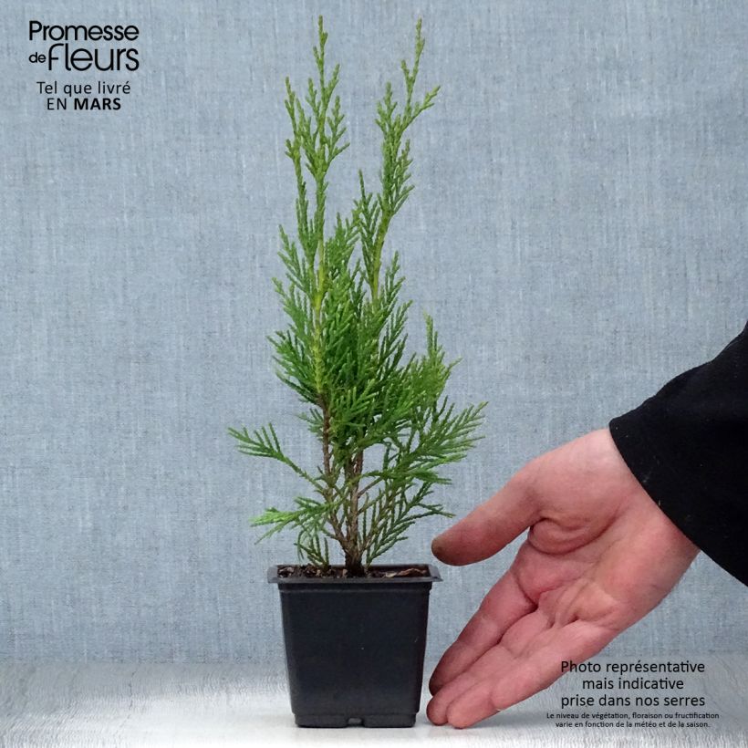 Spécimen de Cupressocyparis Leylandii 2001 - Cyprès de Leyland Godet de 8/9 cm tel que livré au printemps