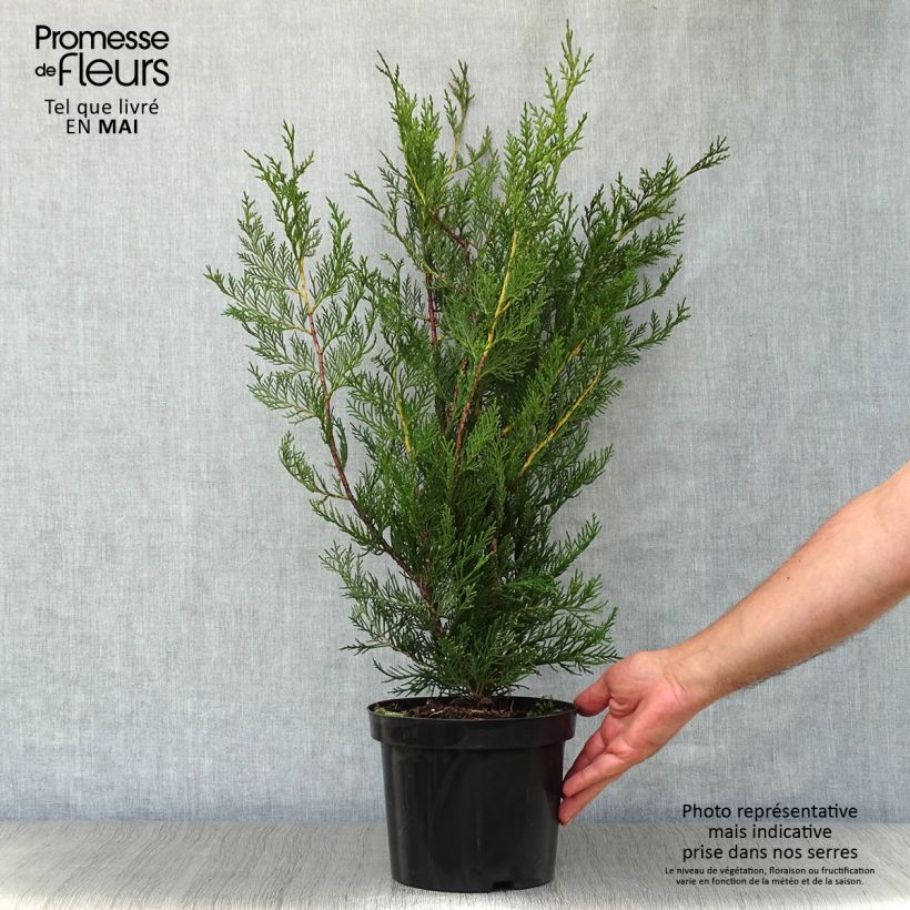 Spécimen de Cupressocyparis Leylandii 2001 - Cyprès de Leyland Pot de 2L/3LHauteur livrée env. 40/60cm tel que livré au printemps