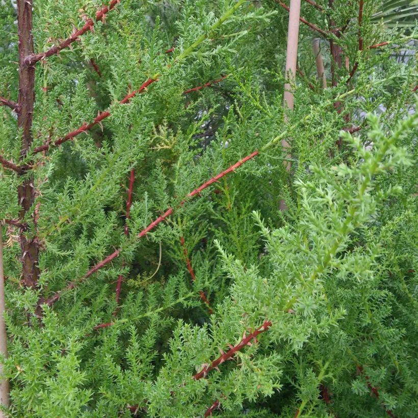 Cupressus macrocarpa - Cyprès de Lambert  (Feuillage)