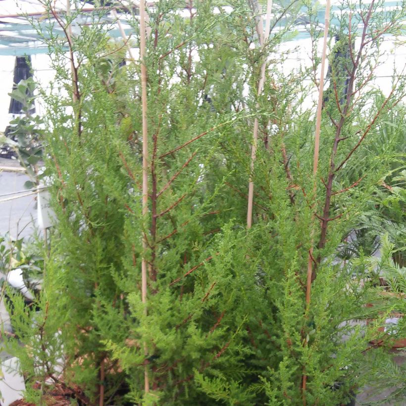 Cupressus macrocarpa - Cyprès de Lambert  (Port)