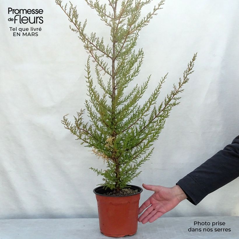 Spécimen de Cupressus macrocarpa - Cyprès de Lambert  tel que livré au printemps