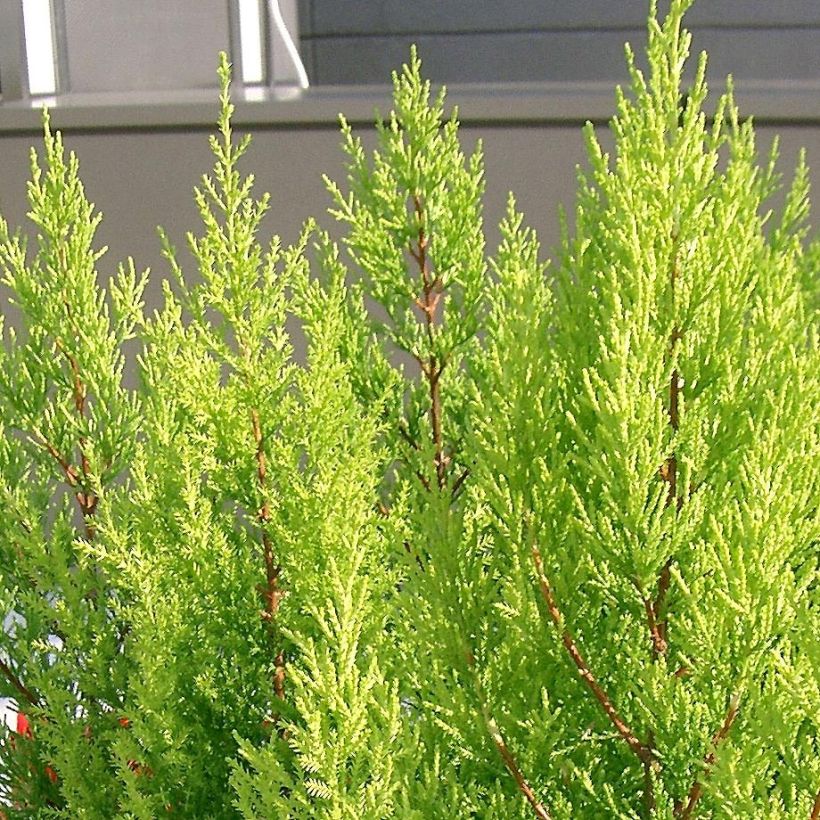 Cupressus macrocarpa Goldcrest - Cyprès de Lambert (Feuillage)