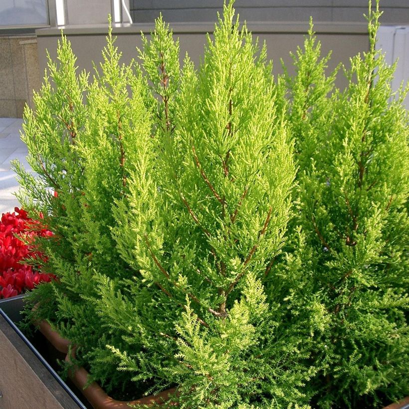 Cupressus macrocarpa Goldcrest - Cyprès de Lambert (Port)