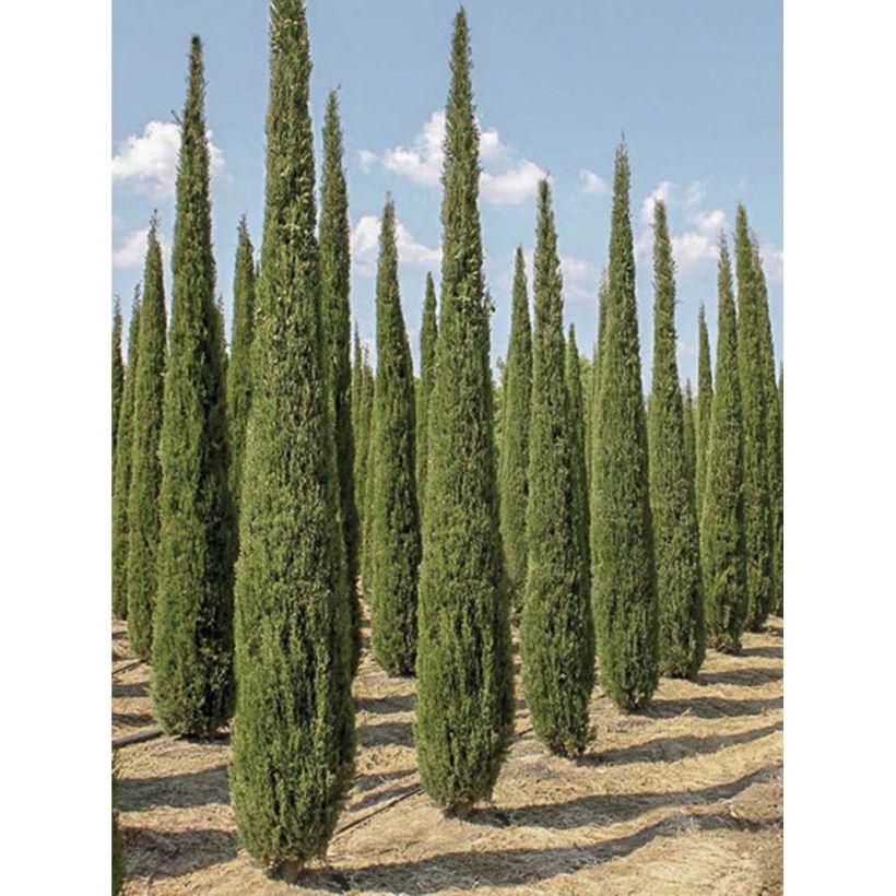 Cupressus sempervirens Garda - Cyprès d'Italie, de Provence (Port)