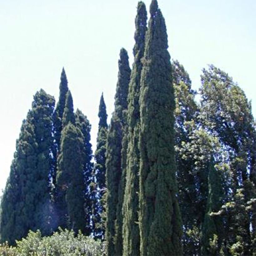 Cyprès de Provence - Cupressus sempervirens Pyramidalis (Port)