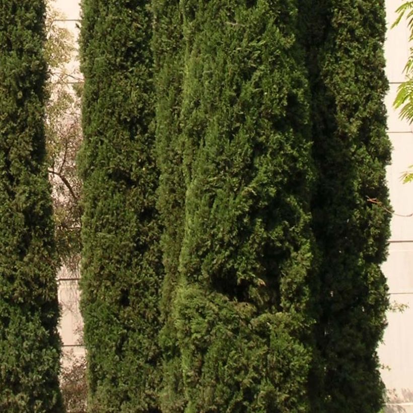 Cupressus sempervirens Stricta - Cyprès d'Italie (Feuillage)
