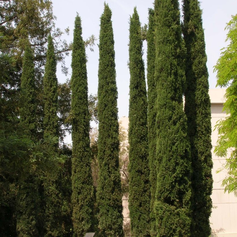 Cupressus sempervirens Stricta - Cyprès d'Italie (Port)