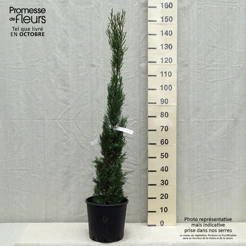 Spécimen de Cupressus sempervirens Stricta - Cyprès d'Italie Pot de 7,5L/10L tel que livré en automne