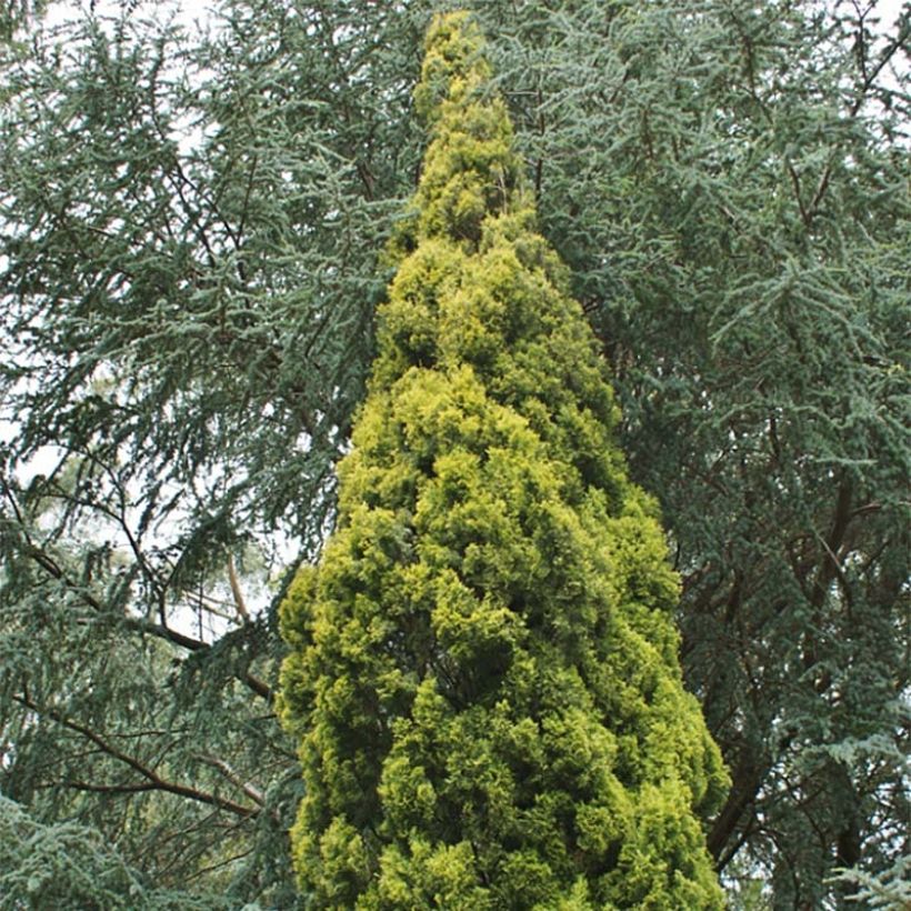 Cupressus sempervirens Swane's Golden - Cyprès de Provence doré (Feuillage)