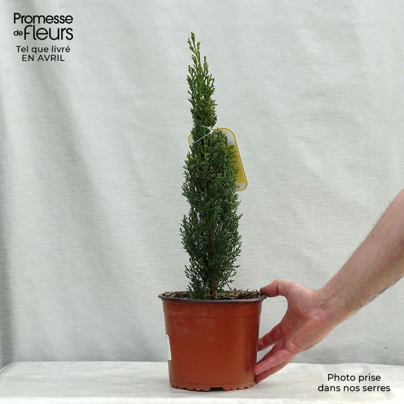 Spécimen de Cupressus sempervirens Totem - Cyprès de Florence en pot de 2/3L tel que livré au printemps