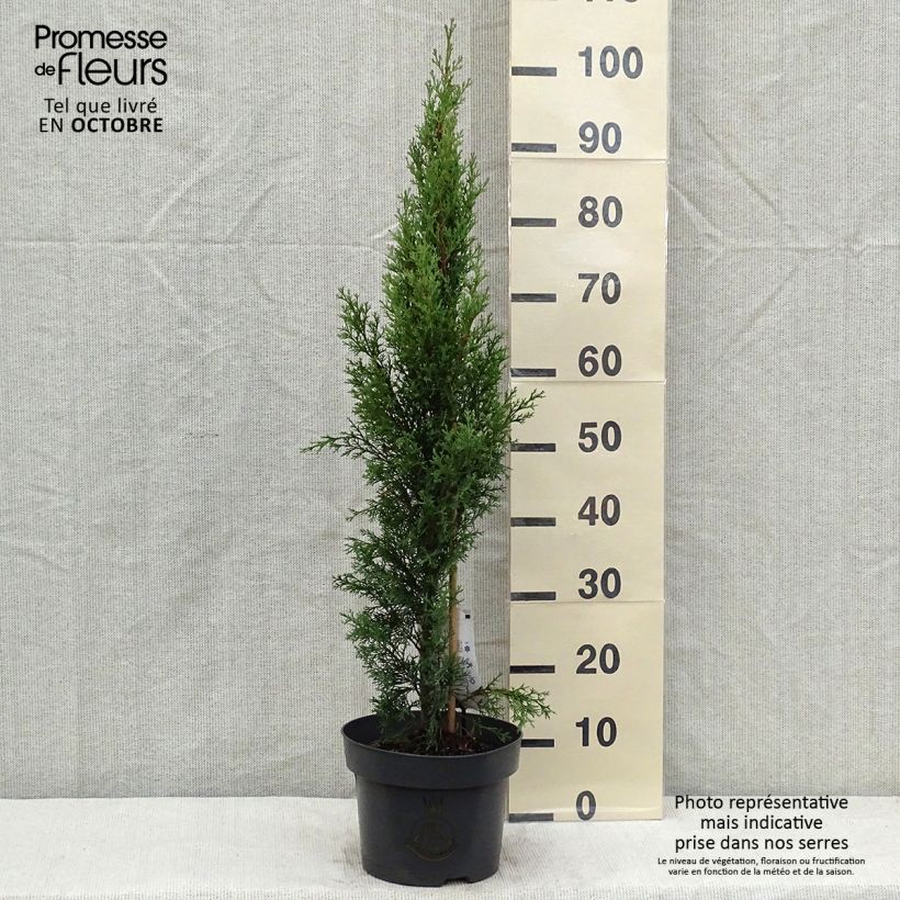 Spécimen de Cupressus sempervirens Totem - Cyprès de Florence Pot de 4L/5L tel que livré en automne