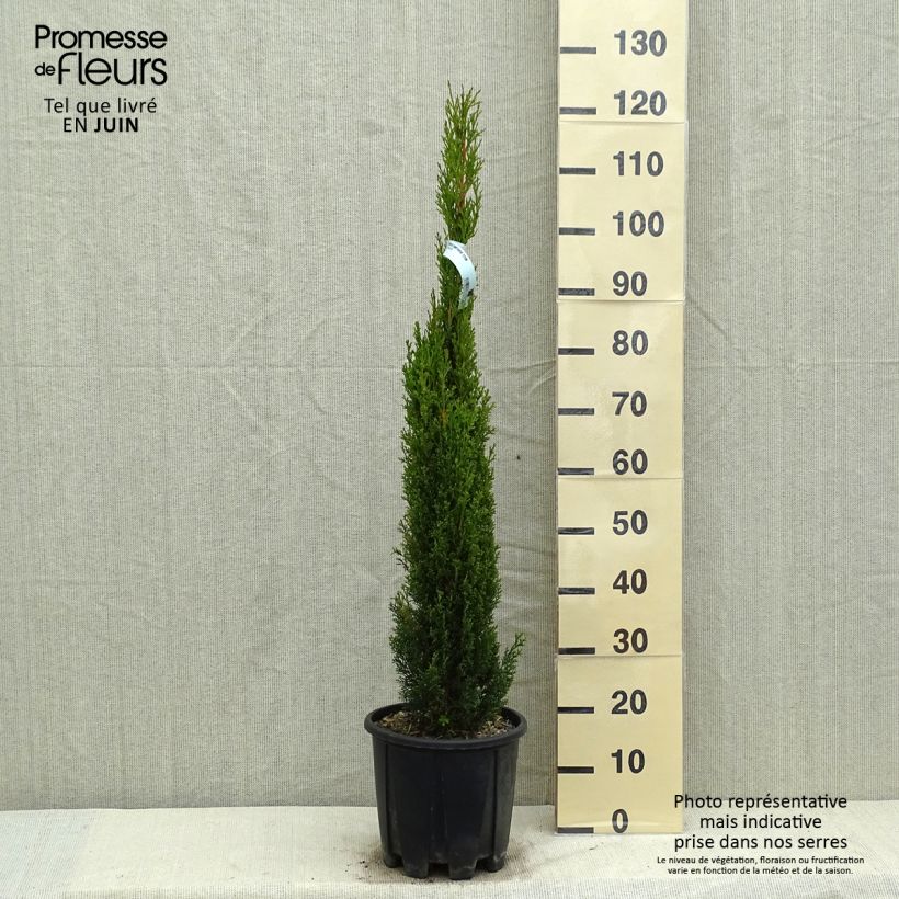 Spécimen de Cupressus sempervirens Totem - Cyprès de Florence en pot de 7,5/10L tel que livré au printemps