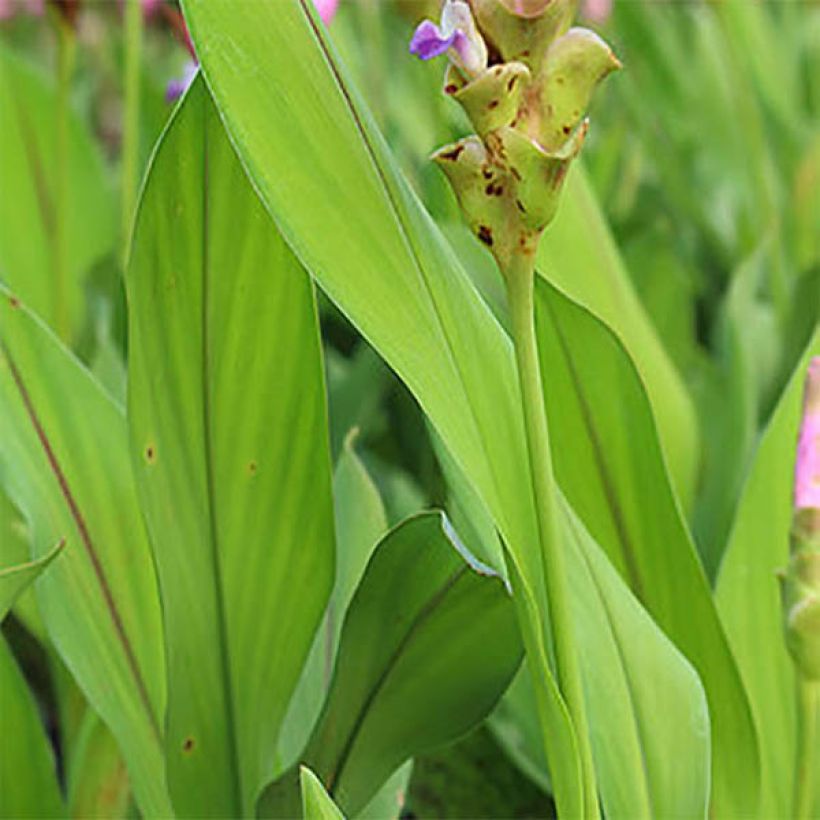 Curcuma alismatifolia Pink - Tulipe du Siam (Feuillage)