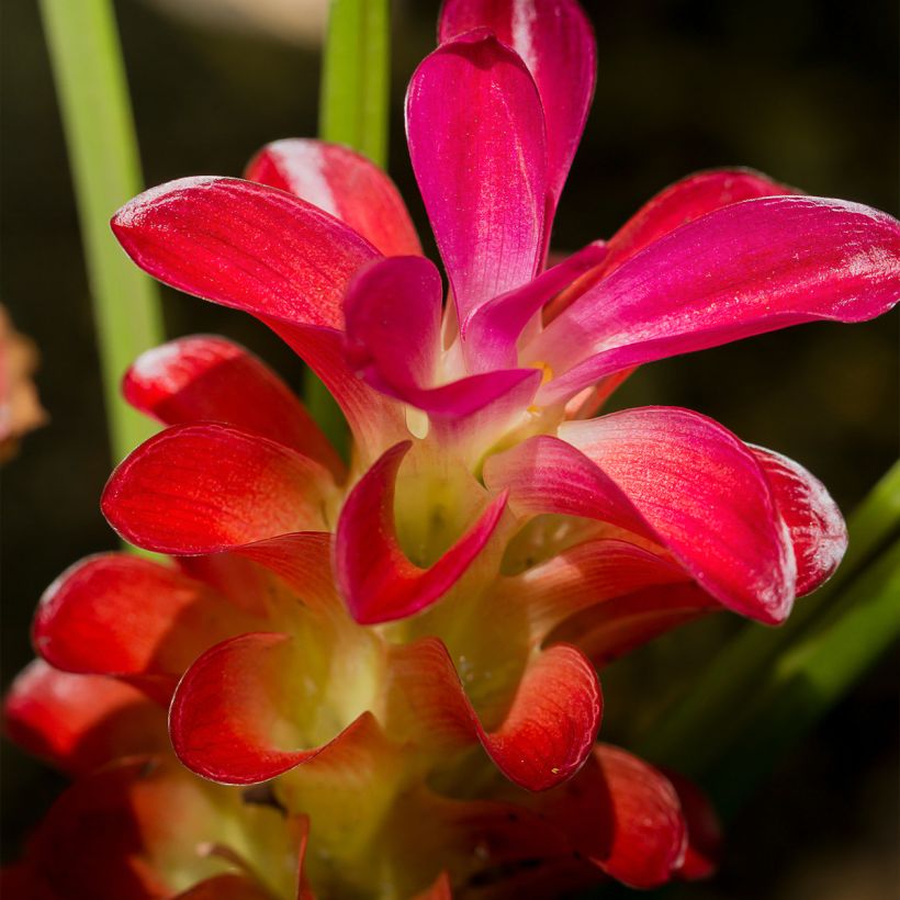 Curcuma alismatifolia Red - Tulipe taïlandaise (Floraison)