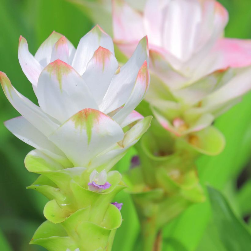 Curcuma alismatifolia White - Tulipe du Siam (Floraison)