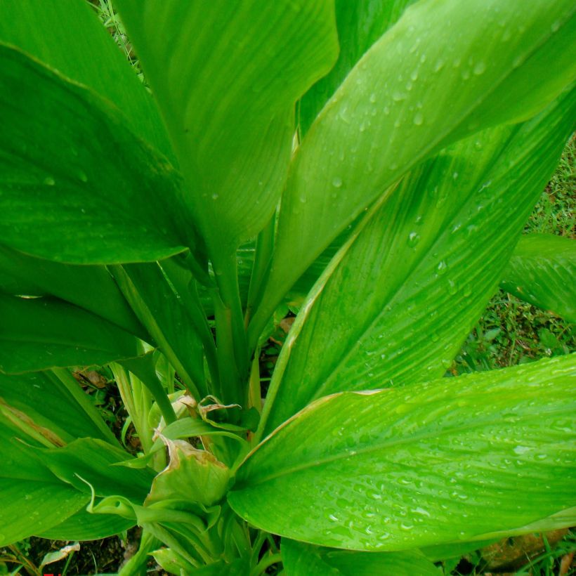 Curcuma longa - Curcuma curry (Feuillage)