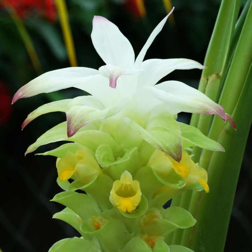 Curcuma longa - Curcuma curry (Floraison)