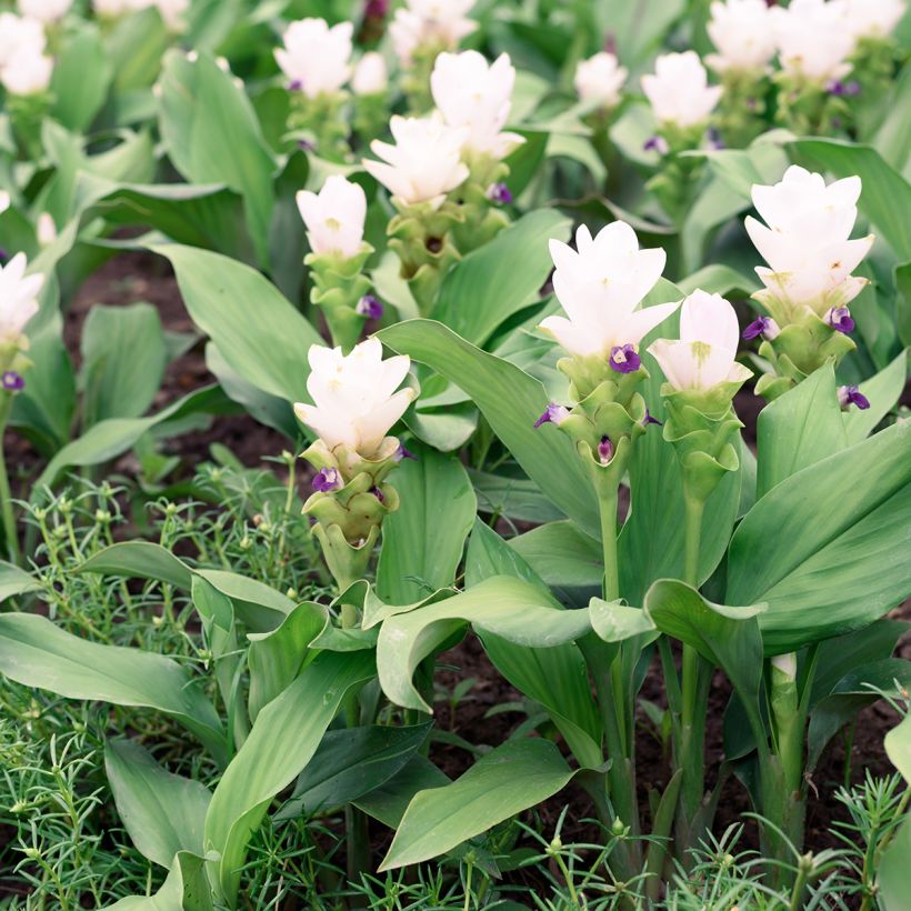 Curcuma alismatifolia White - Tulipe du Siam (Port)